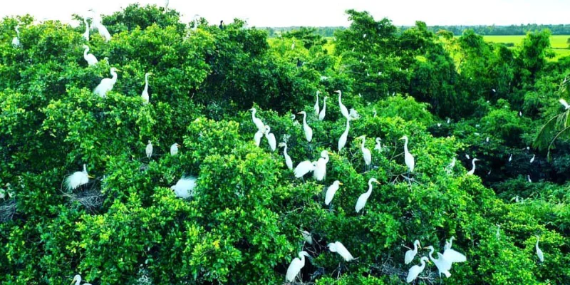 Gợi ý 18 địa điểm tham quan khi đến Sóc Trăng - Vườn Cò Tân Long